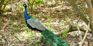 Ralamandal Wildlife Sanctuary